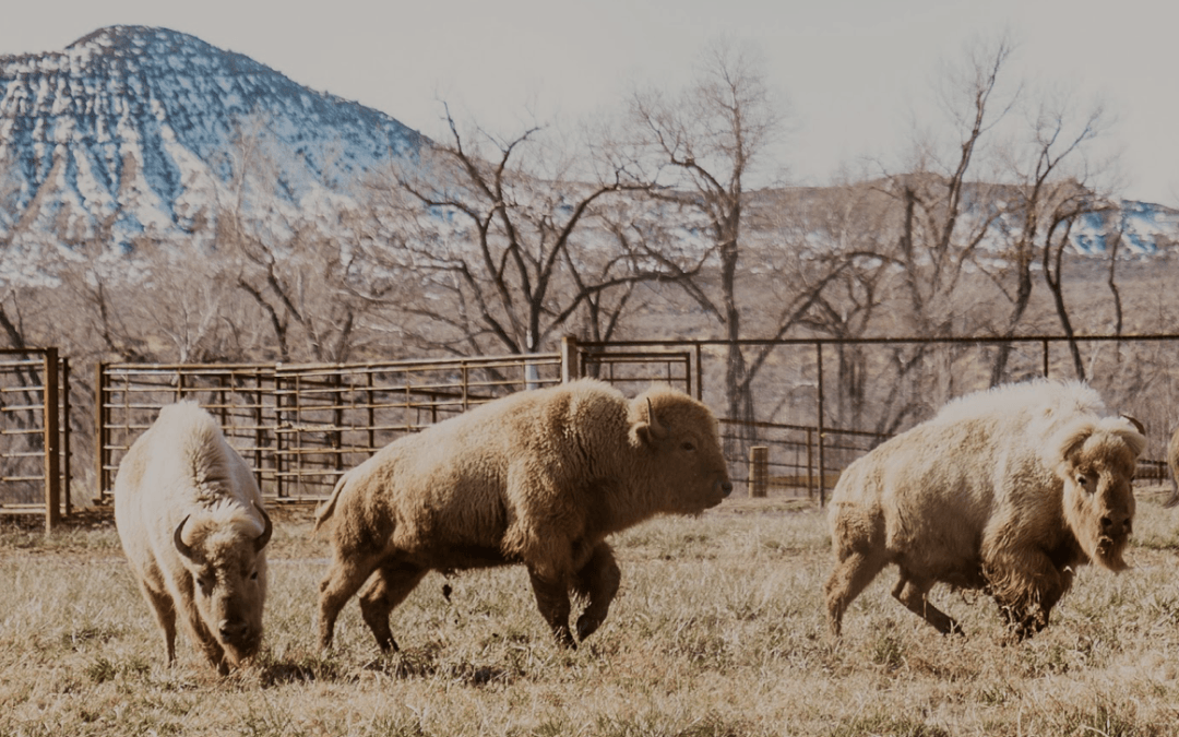 A herd of white and brown bison run in the open field at Zion White Bison Resorts