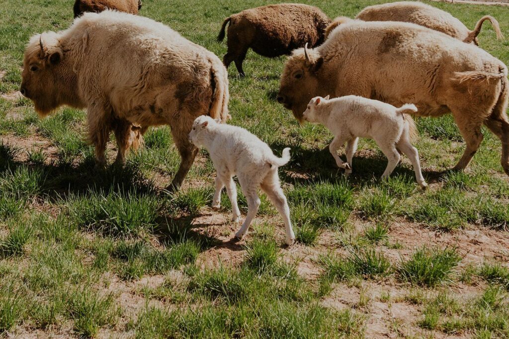 White bison Baby at Zion White Bison resort