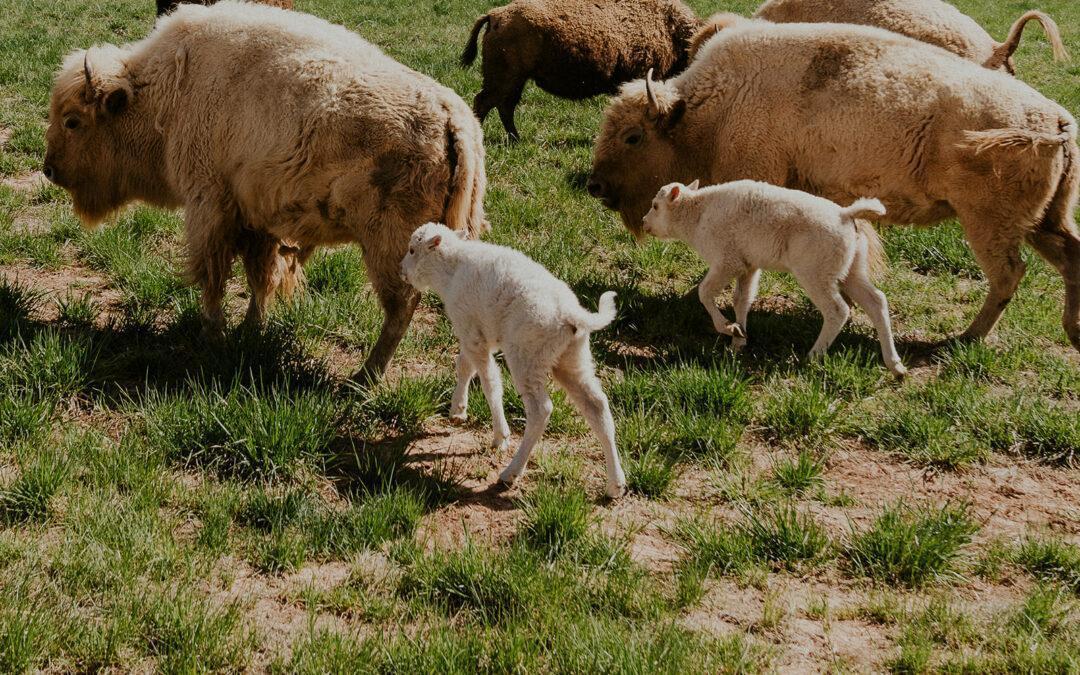 Everything You Need to Know About White Bison