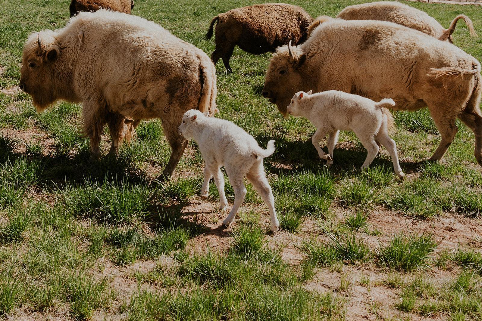 Two playing white bison