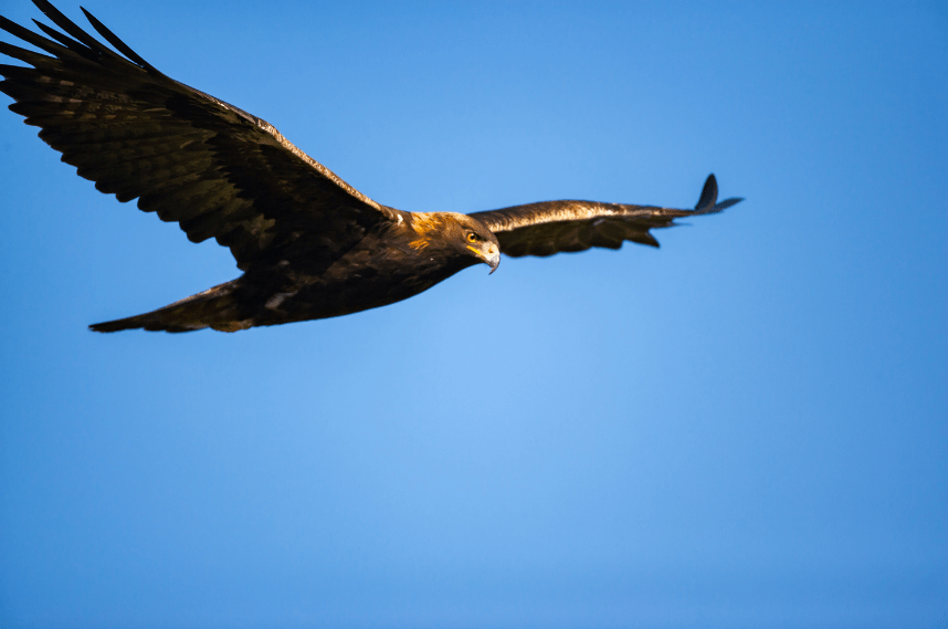 Golden Eagle flying