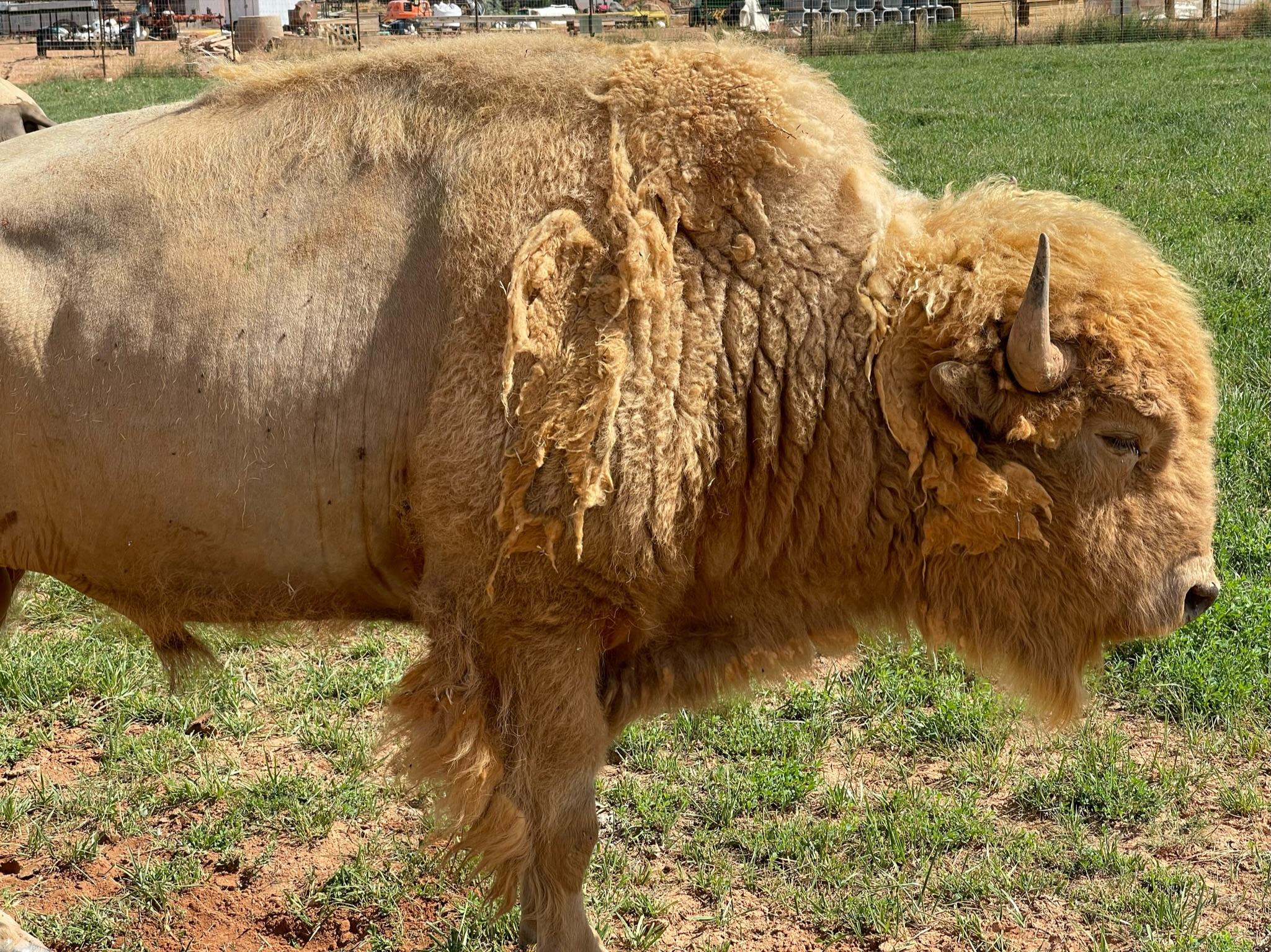 Rare white bison at Zion White Bison Resort