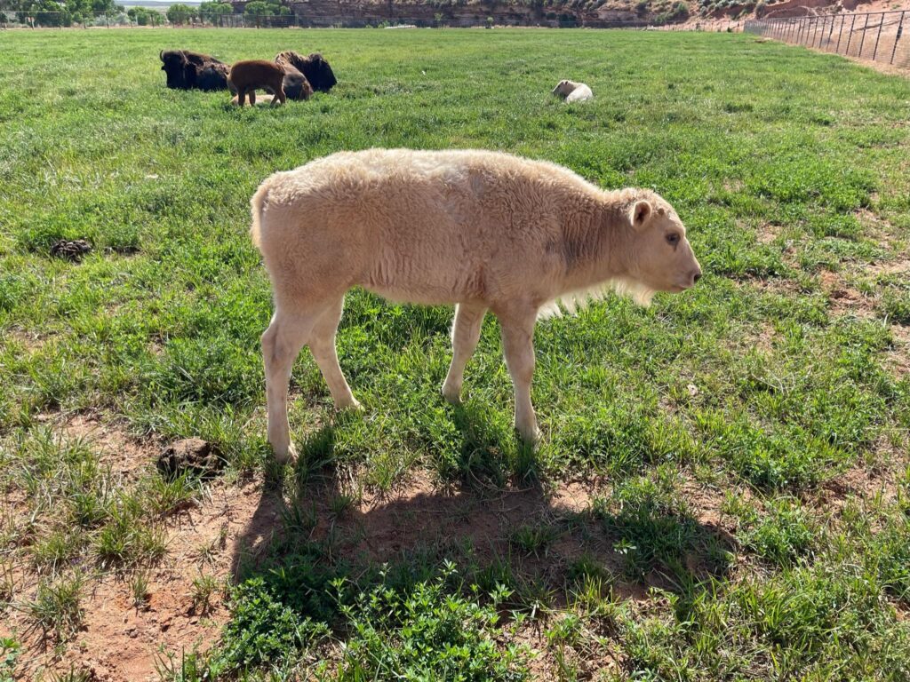 White Bison Calf