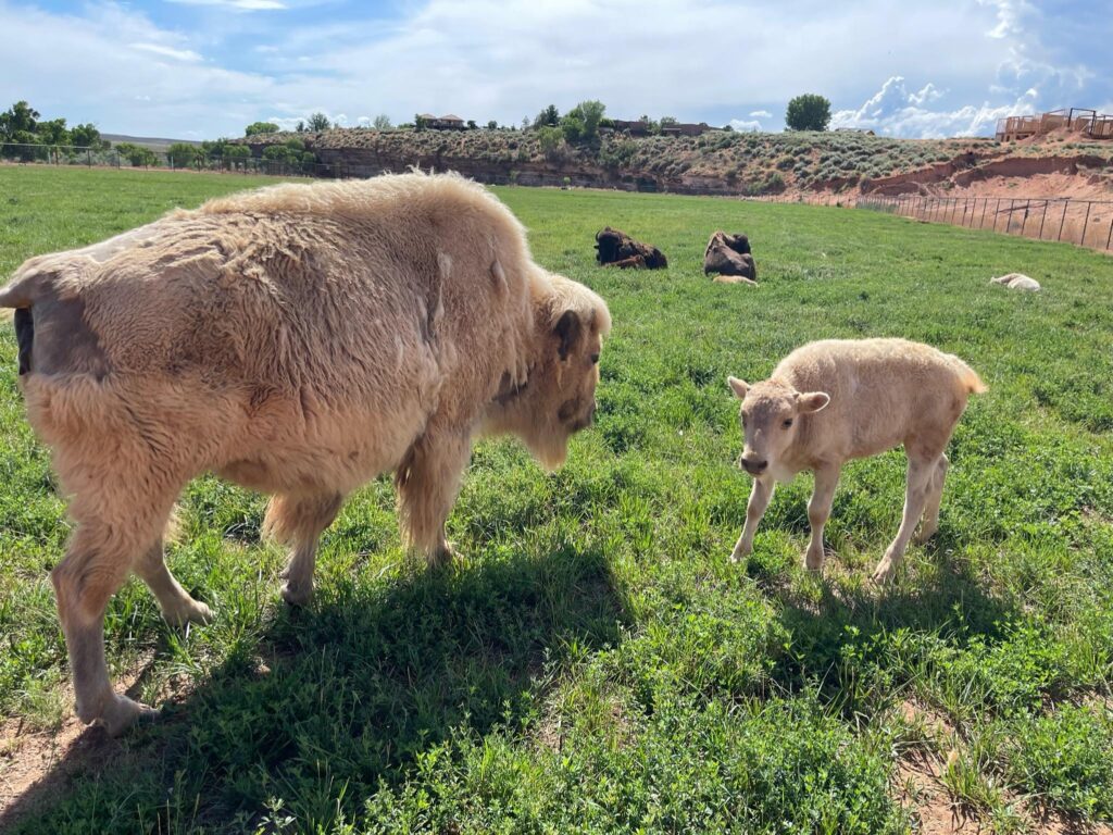 A mother and baby sheep grazing on a green field.