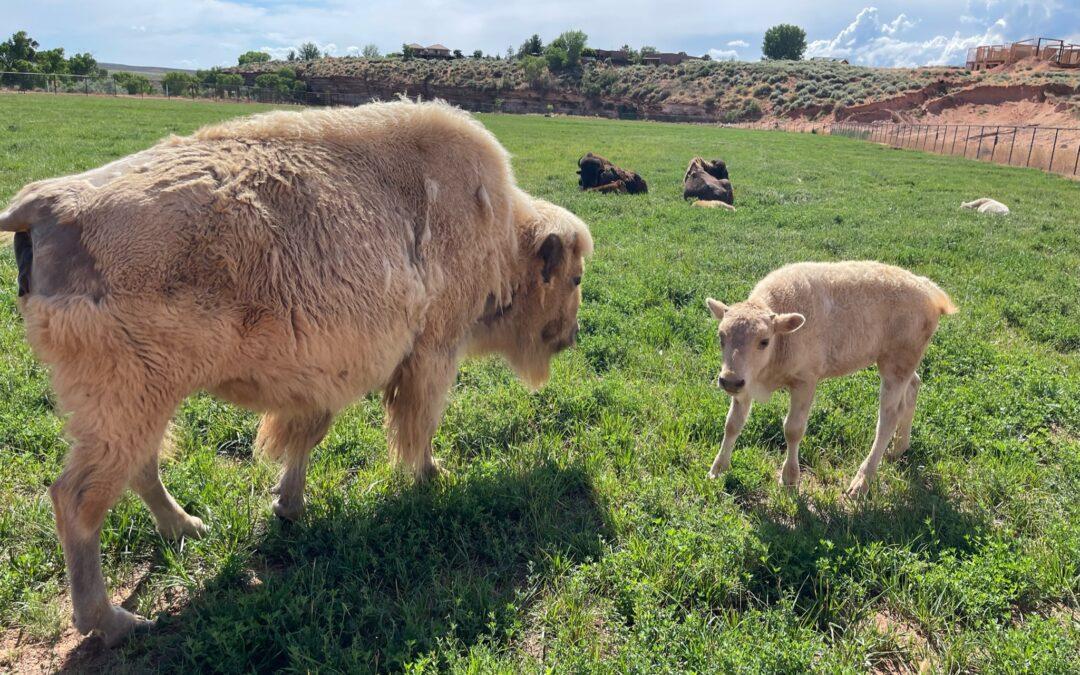 Discover the Legend: White Bison and Their Place in Culture