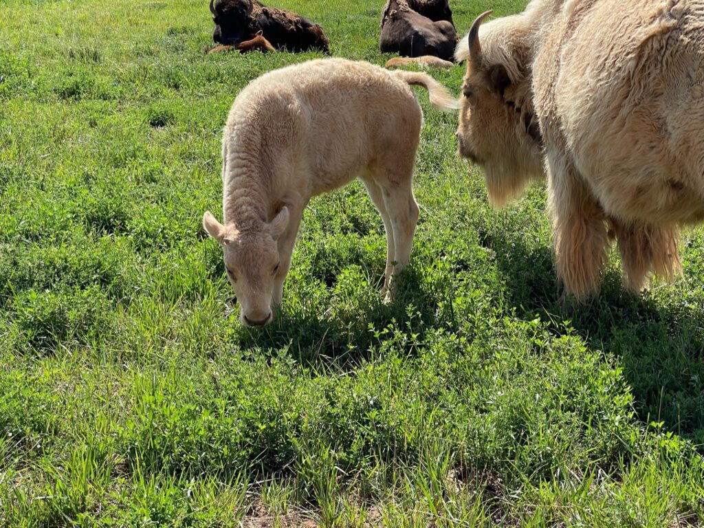 Pet-friendly photo of a white bison calf grazing beside an adult bison in a green field.