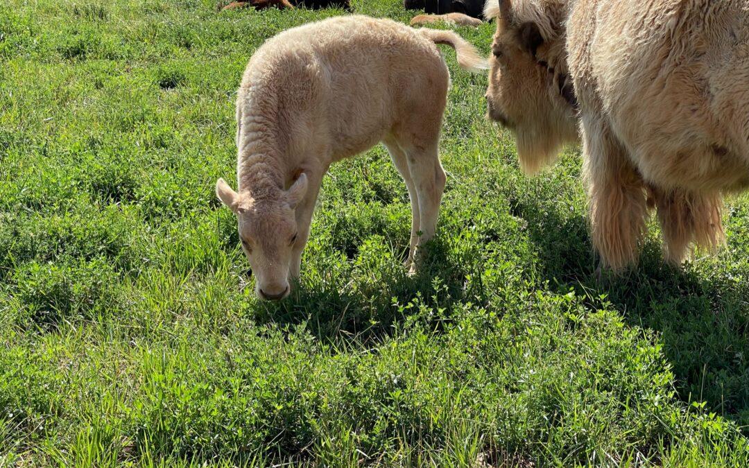 Pet-friendly photo of a white bison calf grazing beside an adult bison in a green field.