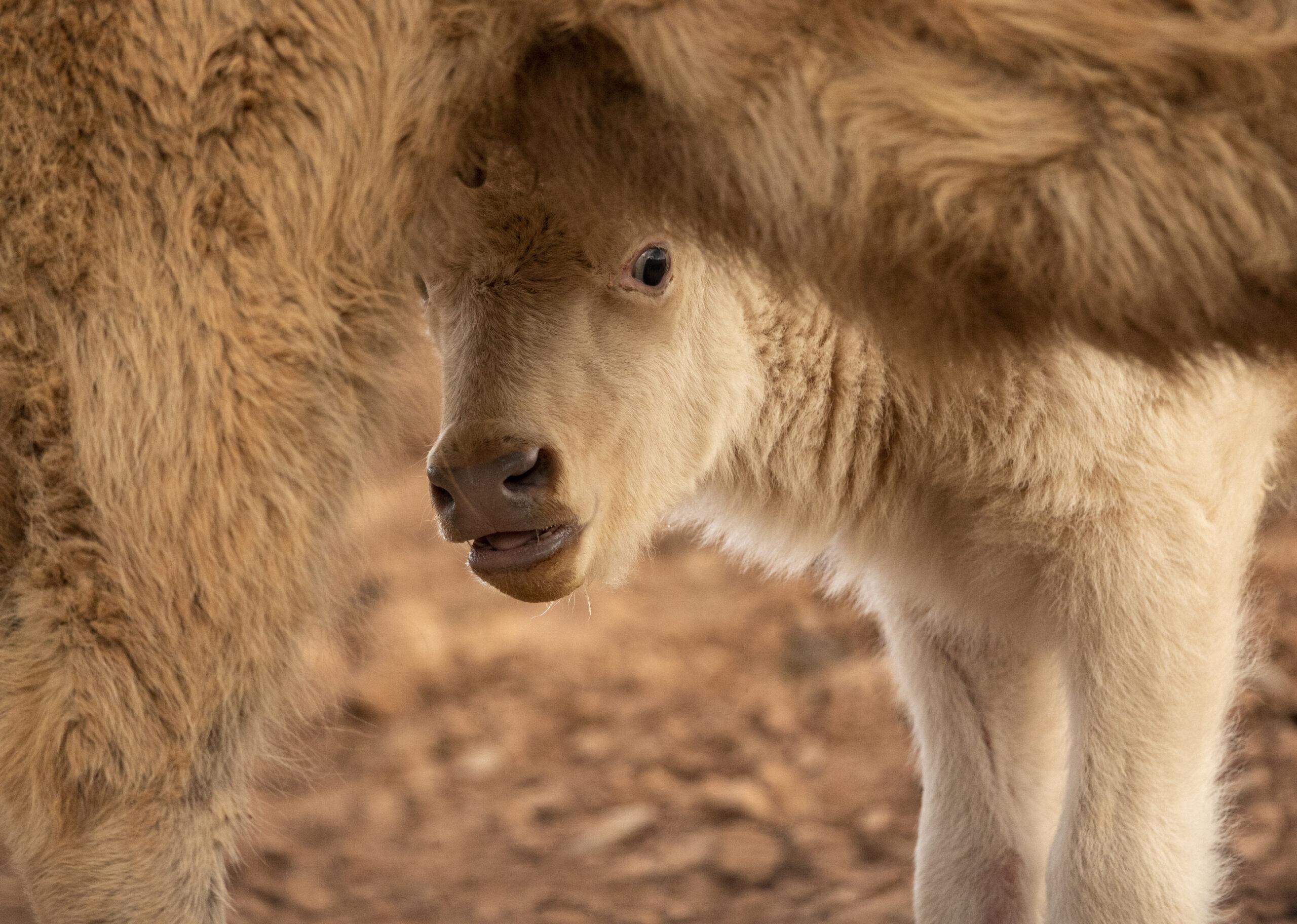 White Bison Calf 