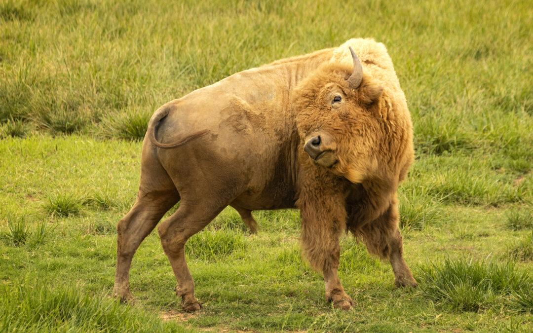 White Bison Bull