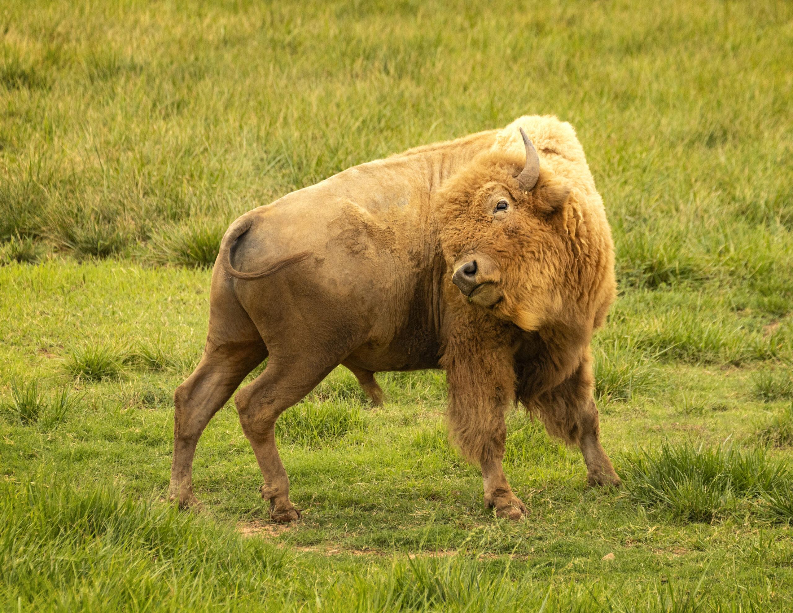 White Bison Bull 