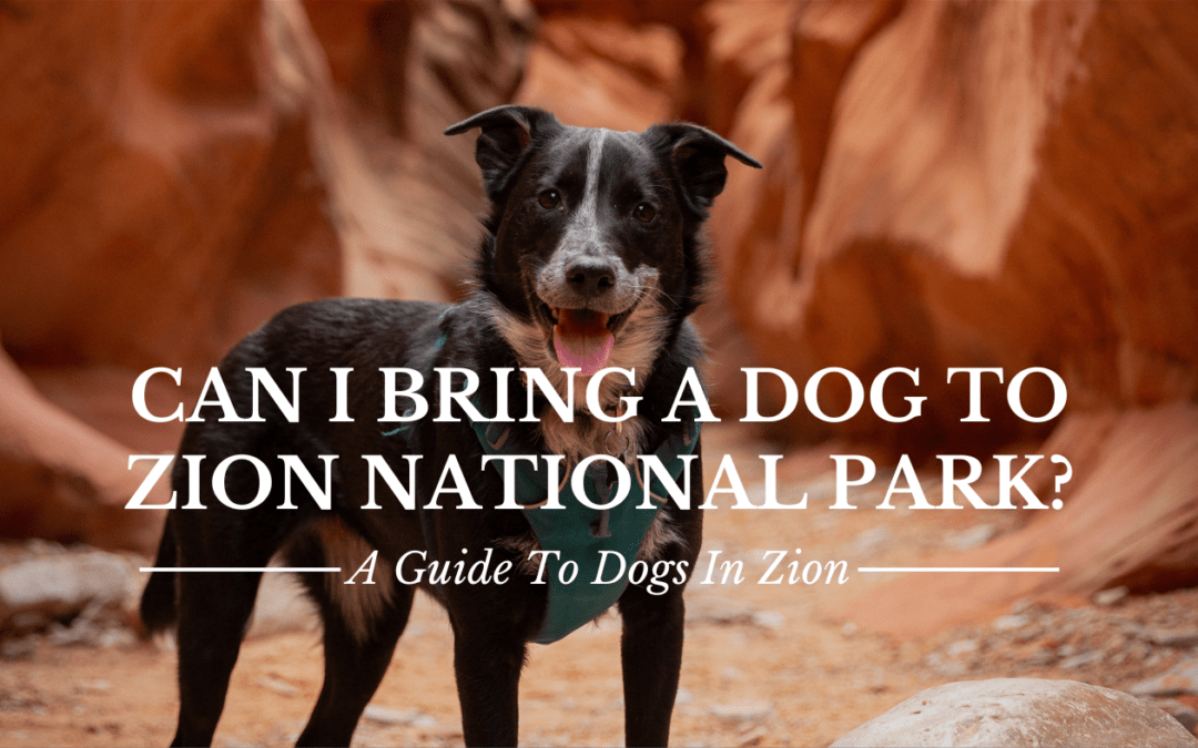 Can I Bring My Dog To Zion? A Guide to Dogs In Zion National Park