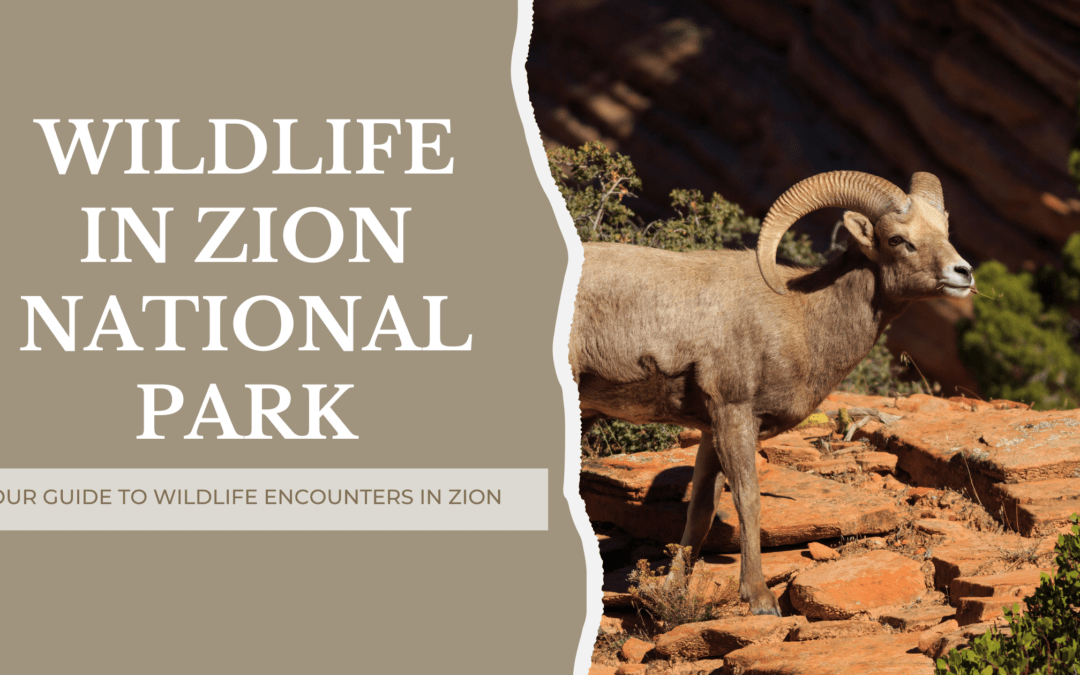 Wildlife In Zion National Park