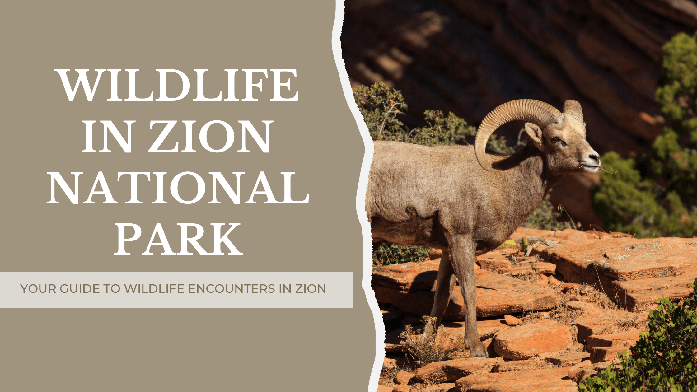Wildlife In Zion National Park
