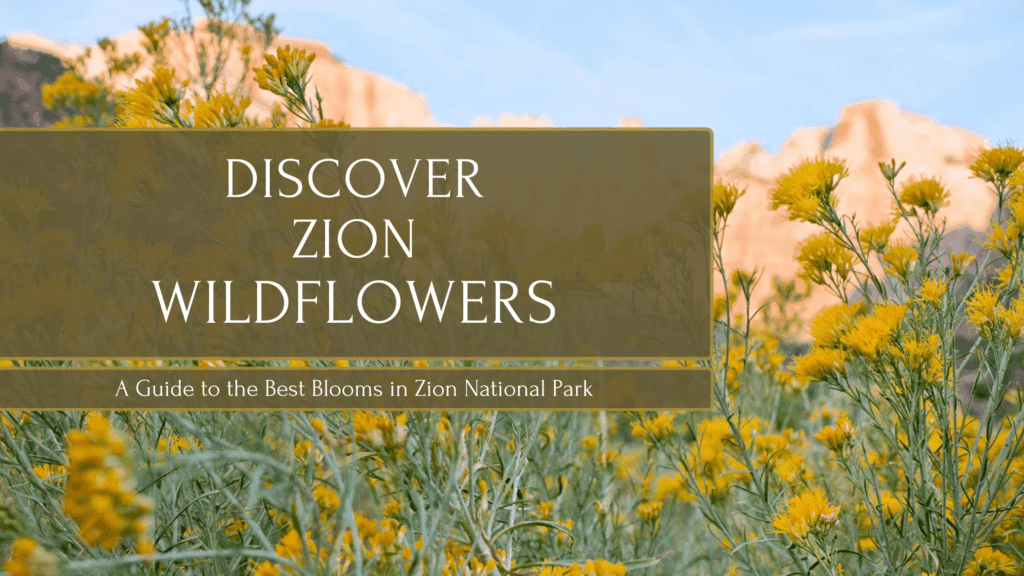 Zion Wildflowers
